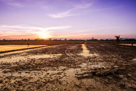 landscape agriculture farm field at sunsetの写真素材