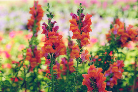 beautiful snapdragon flower in garden at winterの写真素材