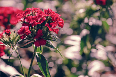beautiful red dianthus flower blooming in natureの写真素材