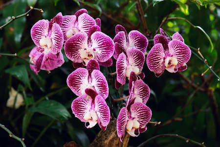 fresh bouquet orchid flowe in natureの写真素材