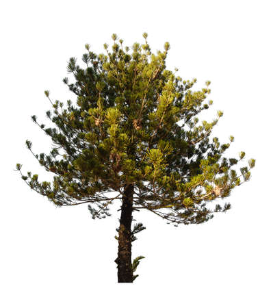pine tree isolated on white background with Clipping Pathの写真素材