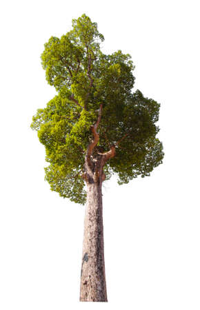 dipterocarpus tree isolated on white background with Clipping Path