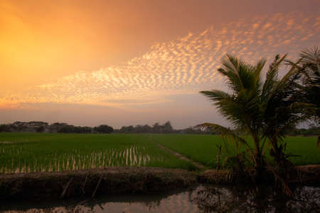 paddy field landscape in thailand at sunsetの写真素材