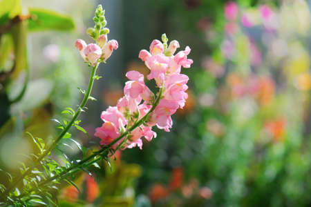 beautiful snapdragon flower blooming in garden