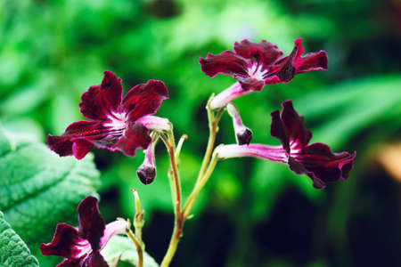 beautiful streptocarpus flower in natureの写真素材