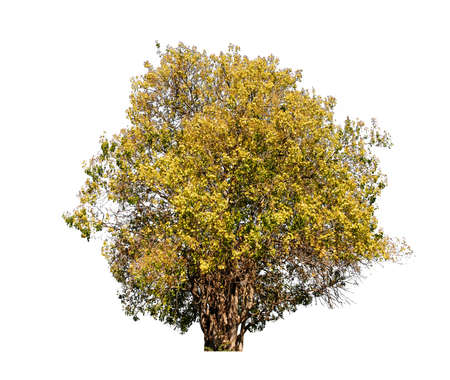 tree isolated on white background with Clipping Pathの写真素材