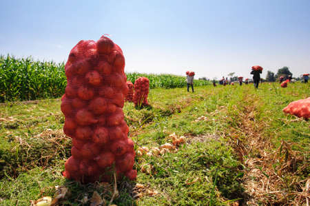 Farmers harvest Onion in farmの写真素材