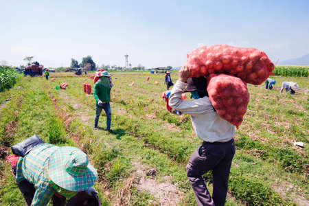 Farmers harvest Onion in farmの写真素材