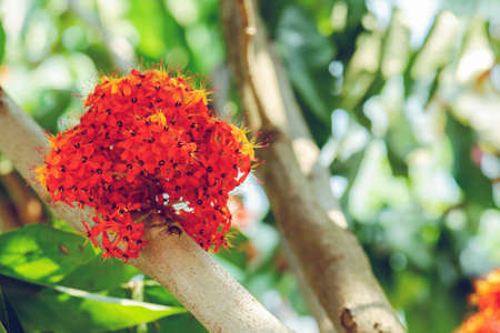 saraca indica flower or ashoka flowerの写真素材