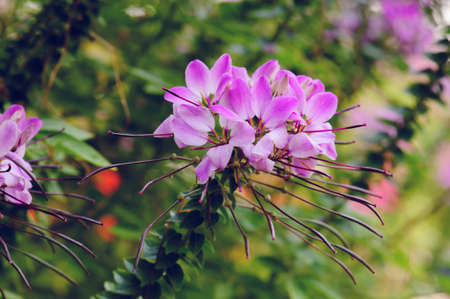 beautiful spider flower at summerの写真素材
