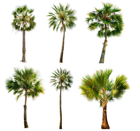 Palm tree isolated on white background with Clipping Pathの写真素材