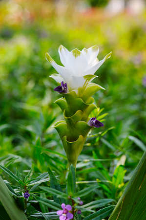 siam tulip in thailandの写真素材