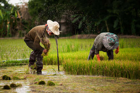 Asian farmers withdraw seedlings for rice plantingのeditorial素材
