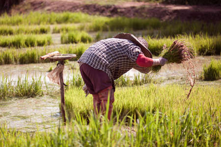 Asian farmer is withdrawn seedling and kick soil flick of Before the grown in paddy field,Thailand.の写真素材
