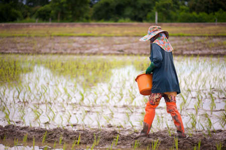 Rainy season, farmers will grow rice to get water from rain  Rural life styleの写真素材