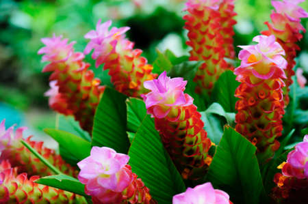Bush of the sessilis bouquet or Siam Tulip Bloom in the rainy season in Thailand.の写真素材