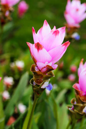 Bush of the sessilis bouquet or Siam Tulip Bloom in the rainy season in Thailand.の写真素材
