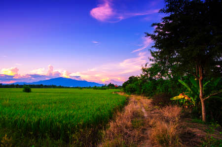 beautiful landscape agriculture paddy field and rice farm at sunsetの写真素材