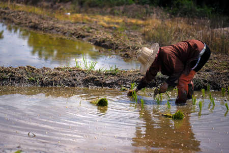 Farmers are planting rice in the rainy season of Thailand