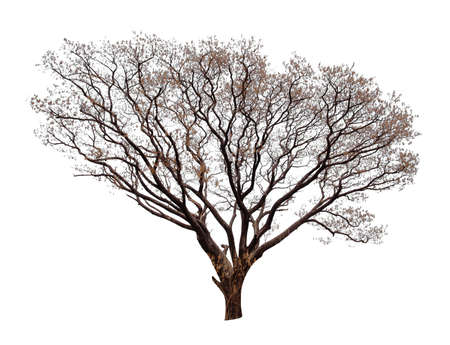 Tree without leaves isolated on white backgroundの写真素材