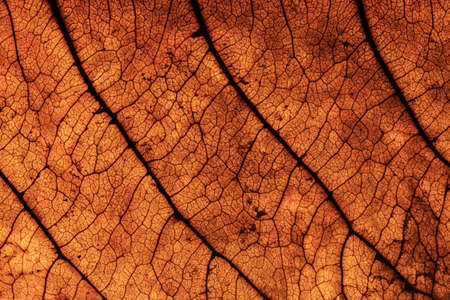 Macro photo showing details of leaves