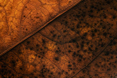 Macro photo showing details of leaves