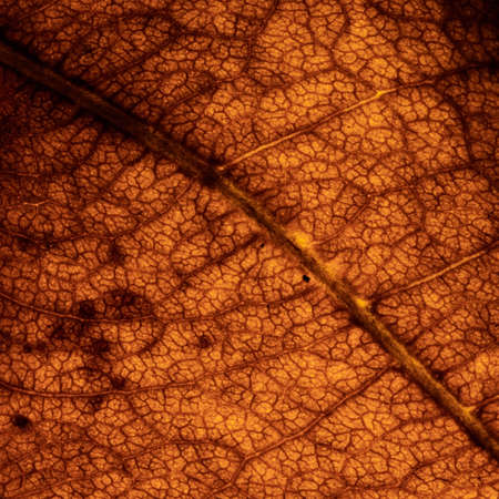 Macro yellow brown leaf texture and background
