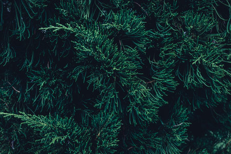 fresh red grapes isolated on a white backgroundの写真素材