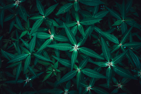 tropical leaves, abstract color on dark green texture, nature backgroundの写真素材