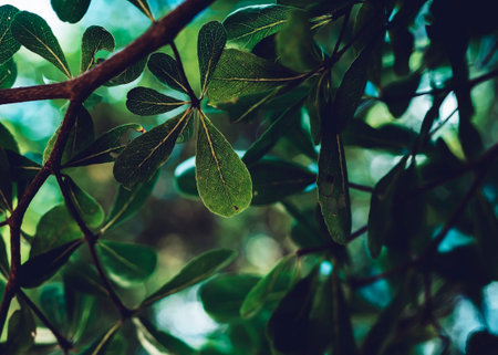 Dark green leaf background image : nature background concept and Wallpaper