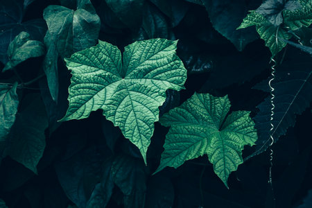 tropical leaves, abstract color on dark green texture, nature backgroundの写真素材