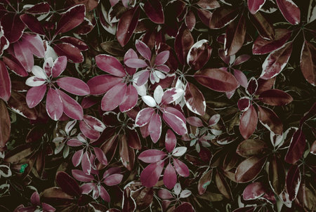 tropical rainforest leaves tropical plants In a tropical garden on a black background, variegated green leaves form a natureの写真素材