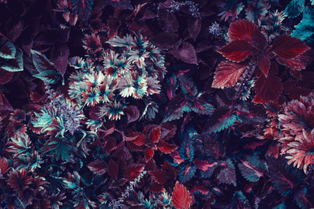 tropical rainforest leaves tropical plants In a tropical garden on a black background, variegated...
