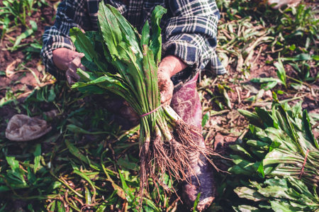 Gardener woman harvesting parsley in the gardenの写真素材