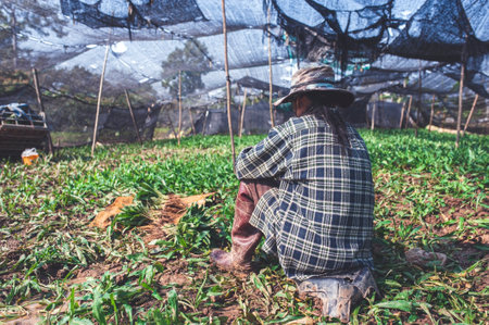 Gardener woman harvesting parsley in the garden