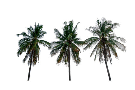 Coconut trees isolated on white backgroundの写真素材