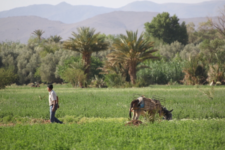 DADES VALLEY MOROCCO - May 01, 2014 - Farmer and his donkey in the cereal field.のeditorial素材