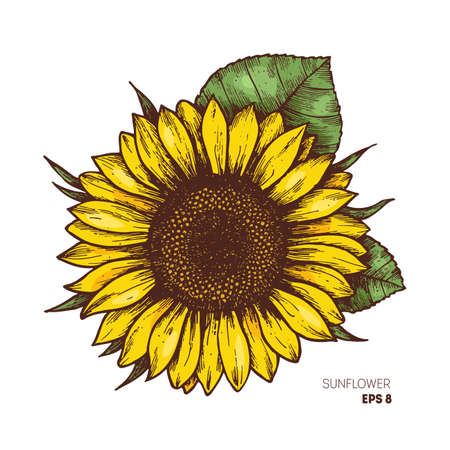 Sunflower vintage engraved illustration. Sunflower isolated . Vector illustrationのイラスト素材