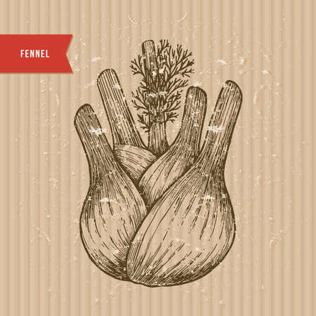 Fennel bulb vintage engraved illustration. Botanical Fennel. Vector illustrationのイラスト素材