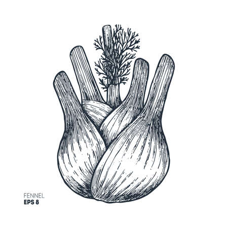 Fennel bulb vintage engraved illustration.のイラスト素材