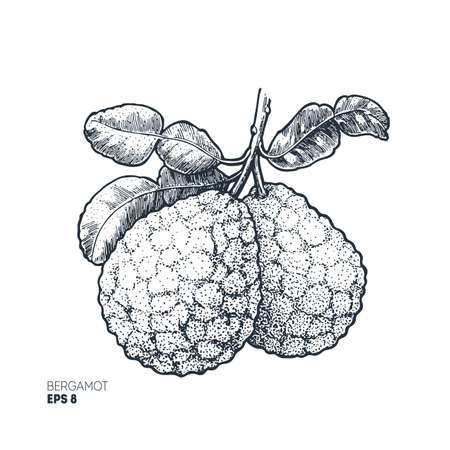 Bergamot illustration. Engraved style illustration. Kaffir Lime. Vector illustration.のイラスト素材