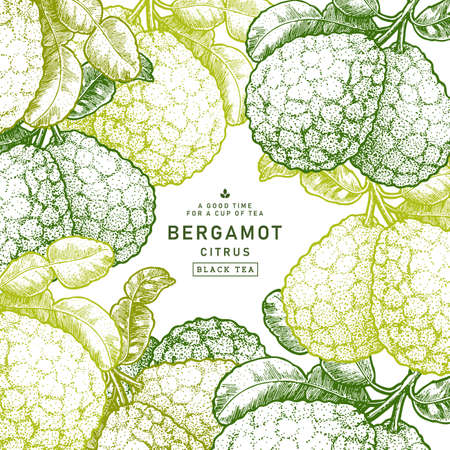Fresh bergamot design template. Engraved style illustration. Kaffir lime frame. Vector illustrationのイラスト素材