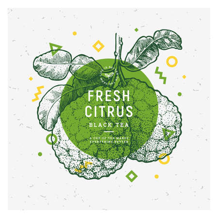 Bergamot fruit vintage design template. Botanical fruit. Engraved pomegranate. Vector illustrationのイラスト素材