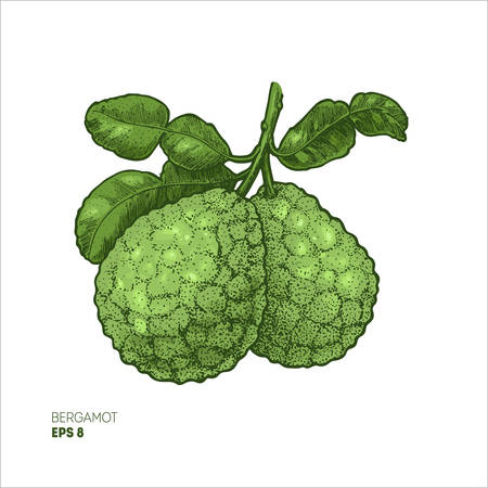 Bergamot colored illustration, engraved style illustration. Kaffir lime vector illustration.のイラスト素材