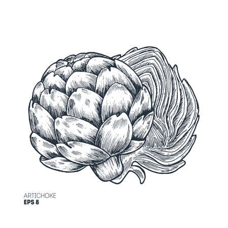 Artichoke hand sketched illustration, Engraved style illustration.のイラスト素材