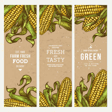 Corn on the cob vintage banners collection. Botanical corn. Vector illustrationのイラスト素材
