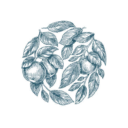 Apple tree background. Apple leaf engraved illustration.のイラスト素材