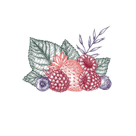 Berries composition. Engraved style illustration. Strawberry, raspberry, blueberry. Vector illustrationのイラスト素材