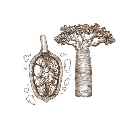 Baobab fruit and tree. Adansonia digitata. Engraved sketch style. Vector illustrationのイラスト素材