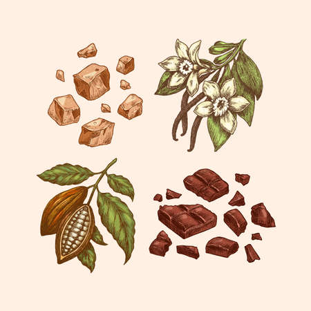Chocolate ingredients collection. Engraved style. Cocoa bean, chocolate bar explosion, toffee and vanilla bean and flower.のイラスト素材